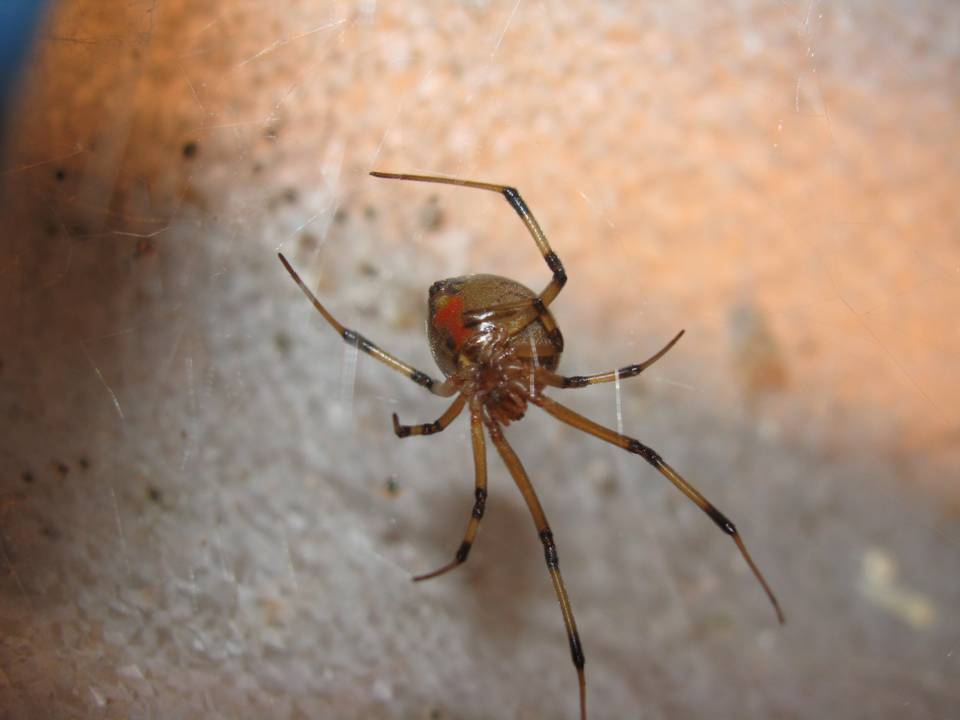 FIGURE 39 FIGURE 39